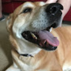 Meet your Posher, Frank